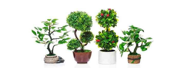 Lucky Plants As Per Vastu To Attract Wealth Prosperity